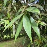 Syzygium jambos Leaf