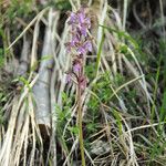 Orchis spitzelii Квітка