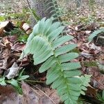 Polystichum acrostichoidesDeilen