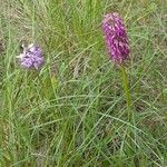 Orchis × bergonii Hábito
