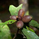 Amaioua guianensis फल