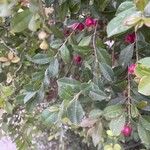 Syzygium paniculatum Листок