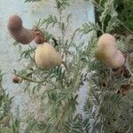 Prosopis farcta Fruchs