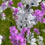Ixia maculata Fleur