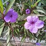 Ruellia simplexKvet