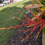 Aechmea blanchetiana Flower