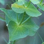 Euphorbia serrata Leaf