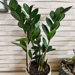 Zamioculcas zamiifoliaΦύλλο