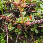 Pedicularis oederi Хабит