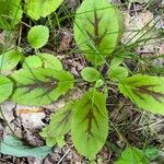 Salvia lyrataFoglia