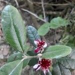 Feijoa sellowiana ഇല