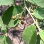 Grewia monticola Fruit