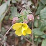 Ludwigia octovalvisFiore