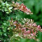 Berberis gagnepainii Övriga