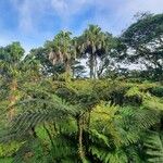 Cyathea arborea موطن