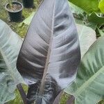 Philodendron erubescens Leaf