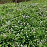 Hyacinthoides hispanica Leaf