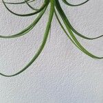 Tillandsia paucifolia Frunză