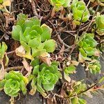 Aeonium glutinosum Blatt