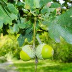 Quercus robur Likasa