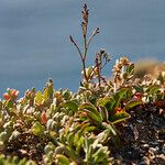 Limonium echioides 葉