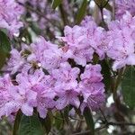 Rhododendron yunnanense Цвят