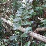 Polyscias duplicata Hoja