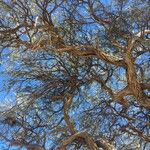 Vachellia erioloba 樹皮