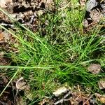 Festuca heterophylla Blatt