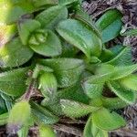 Cerastium diffusum Lapas