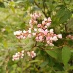 Persicaria campanulata Flower