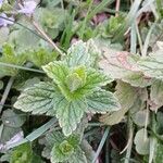 Veronica chamaedrys Leaf