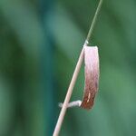 Calamagrostis stricta Fuelha