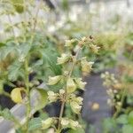 Ocimum campechianum Фрукт