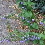 Campanula rapunculoides Hábito