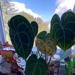 Anthurium clarinerviumBlad