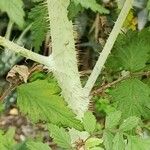 Rubus thibetanus Corteza