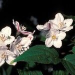 Deutzia purpurascens Flower