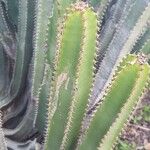 Euphorbia canariensis Feuille