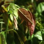 Detarium macrocarpum Blatt