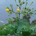 Mussaenda frondosa Blad