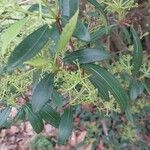 Viburnum propinquum Leaf