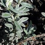 Helianthemum apenninum Leaf