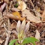 Gentiana villosa Flower