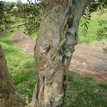 Melaleuca quinquenervia Kabuk