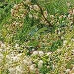 Anadenanthera colubrina പുഷ്പം