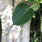 Ficus religiosa Leaf