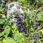 Salvia transsylvanica Цвят
