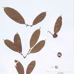 Naucleopsis oblongifolia ফল