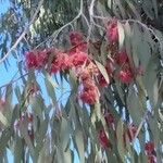 Eucalyptus sideroxylon List